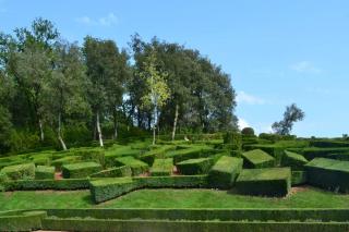 Shaped boxwood shrubs forming boxes