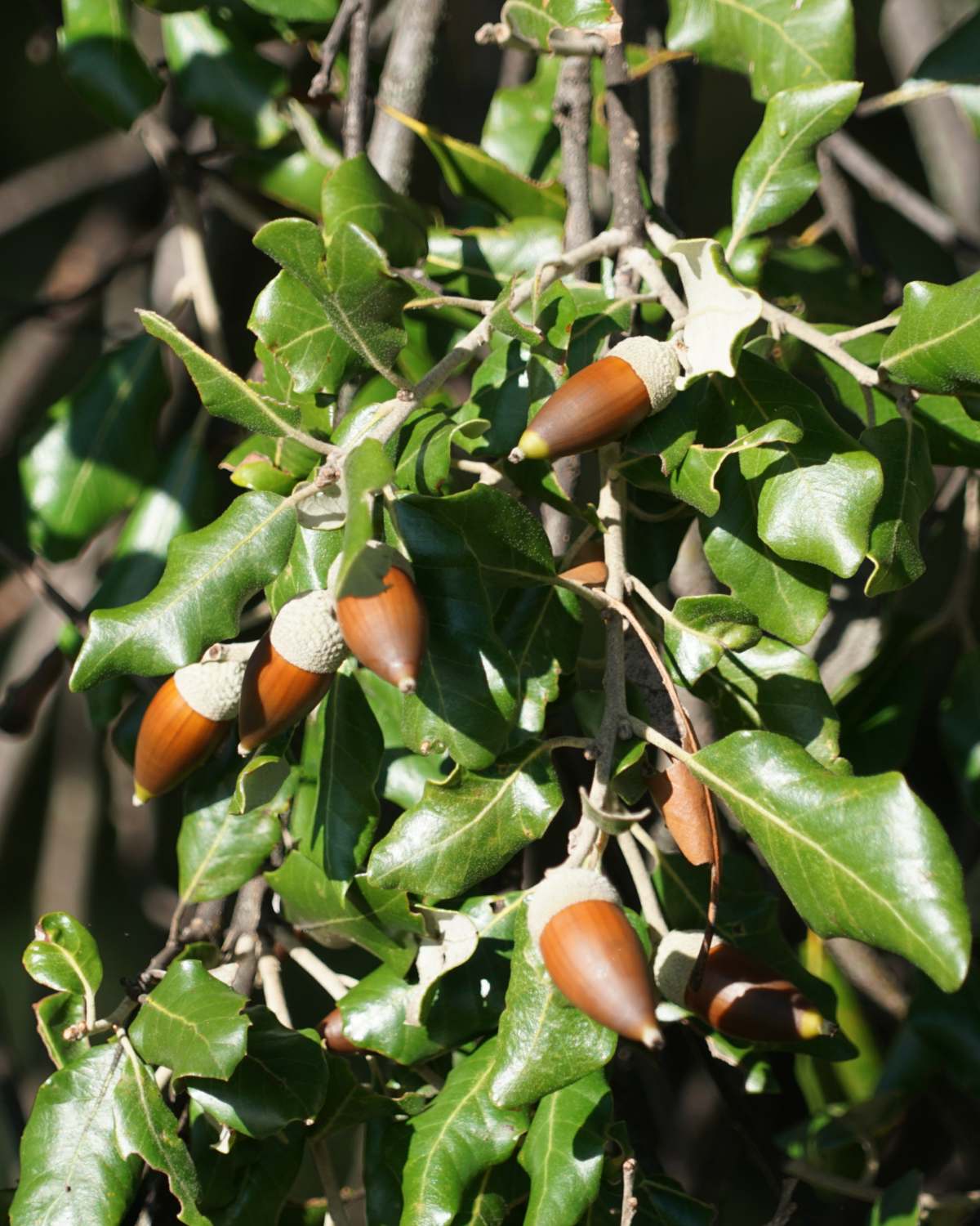 Branches and fruits of an evergreen oak tree