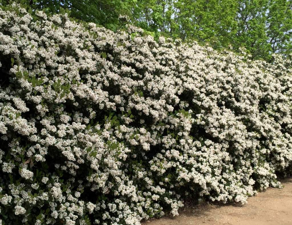 flowered hedge