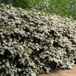 flowered hedge