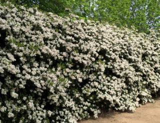 Flower hedge