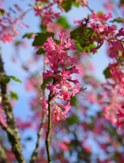 A flowering currant shrub filled with pink flowers.