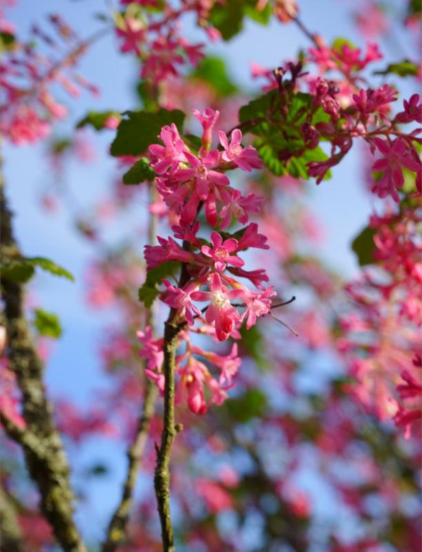 Currant Tree Flower Flower currant - planting, pruning and flowering currant care