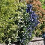 four season hedge