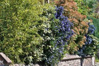 Four seasons hedge, a hedge that is beautiful all year long