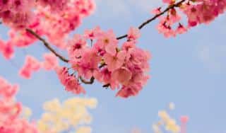 Japanese cherry tree