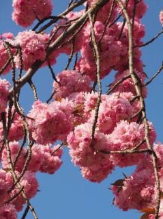 japanese cherry tree