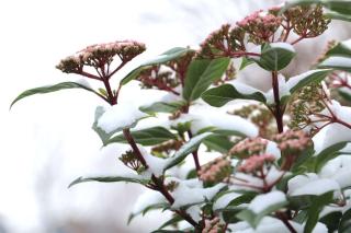 Laurestine blooming under snow