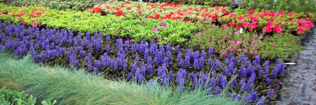 Nursery area with flowers growing