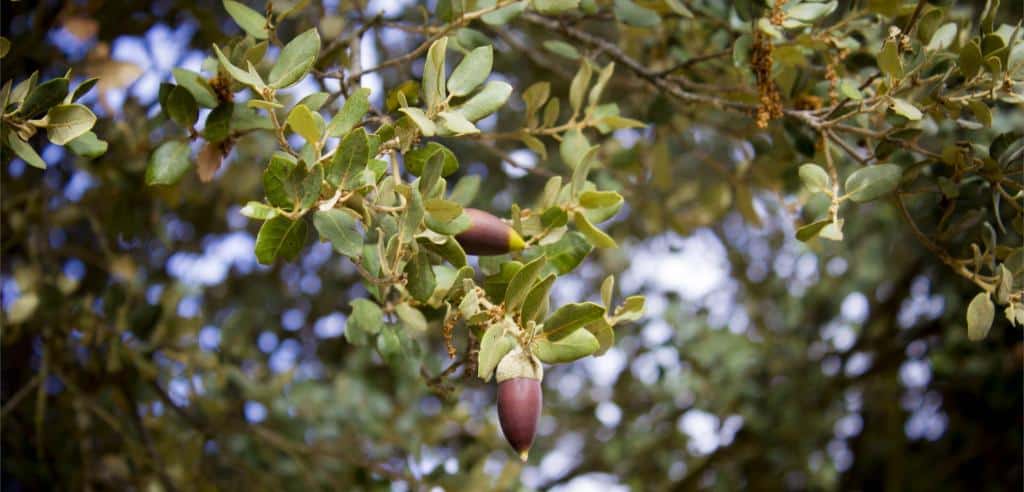 Evergreen oak with acorns