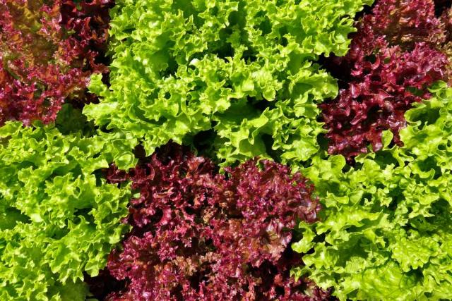 Oakleaf lettuce varieties