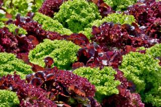 Rows of oakleaf lettuce