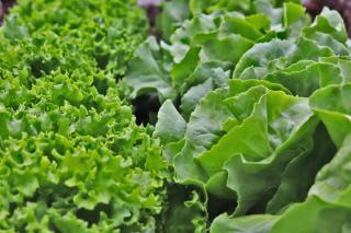 Oakleaf lettuce on the left, common lettuce on the right