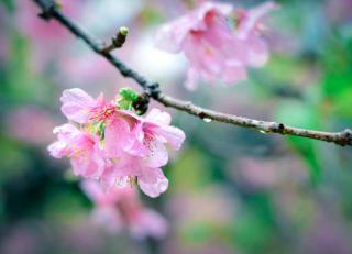 Ornamental cherry tree flower