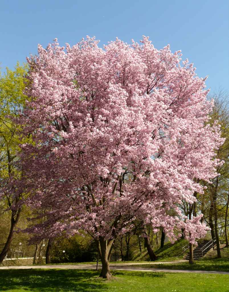 Ornamental cherry tree standing alone in full pink bloom.