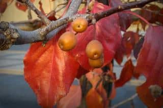 ornamental pear pruning