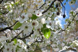 Ornamental pear varieties