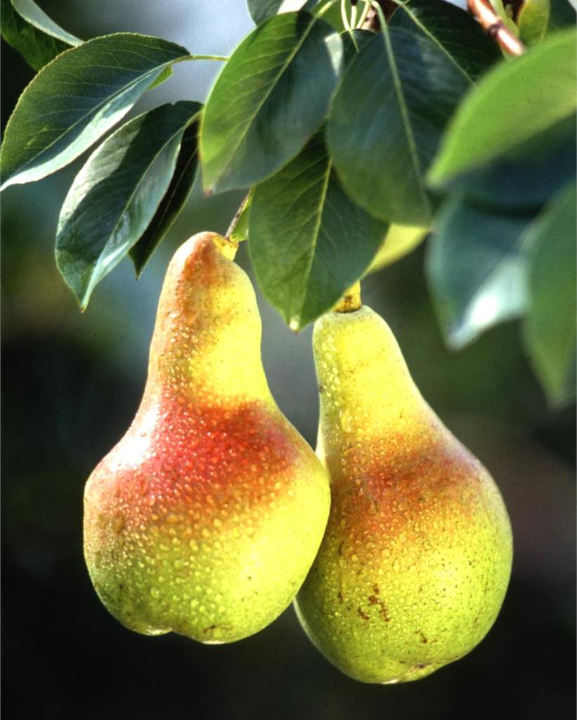 download pruning pear trees download pruning pear trees