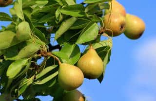 Pear tree care