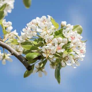 Pear tree flower