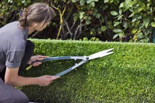 Using a guide makes pruning straighter