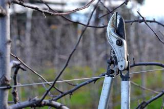 Shears for pruning shrubs and trees