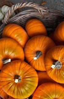 Pumpkin harvest