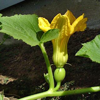 Young pumpkin forming beneath a flower