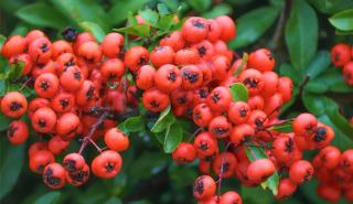 Pyracantha propagation