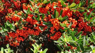 Pyracantha firethorn hedge