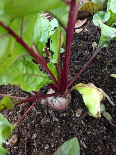 A maturing red beet almost ready for harvest still in the soil