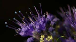 Bluebeard, or caryopteris, blooms in fall