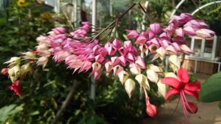 Last on the calendar, Clerodendron blooms in Fall