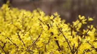 Spring blooming on a forsythia hedge