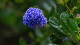 Spring blue with the soap bush blooming in season