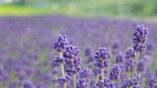 Lavender is a magnificent option for summer blooms