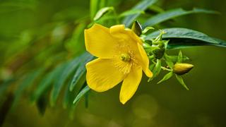 St Johns wort sprig blooming in summer