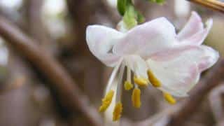 Winter honeysuckle bloom, a nice winter season shrub
