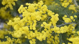 Yellow mimosa is another great winter bloomer