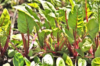 Silverbeet plant