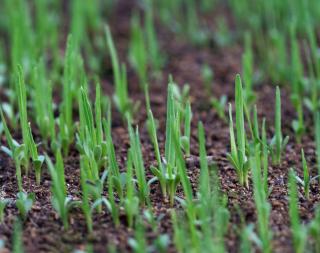 Sprouting seeds on a nursery plot