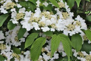 Viburnum mariesii pruning