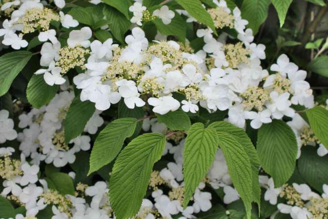 Viburnum mariesii pruning