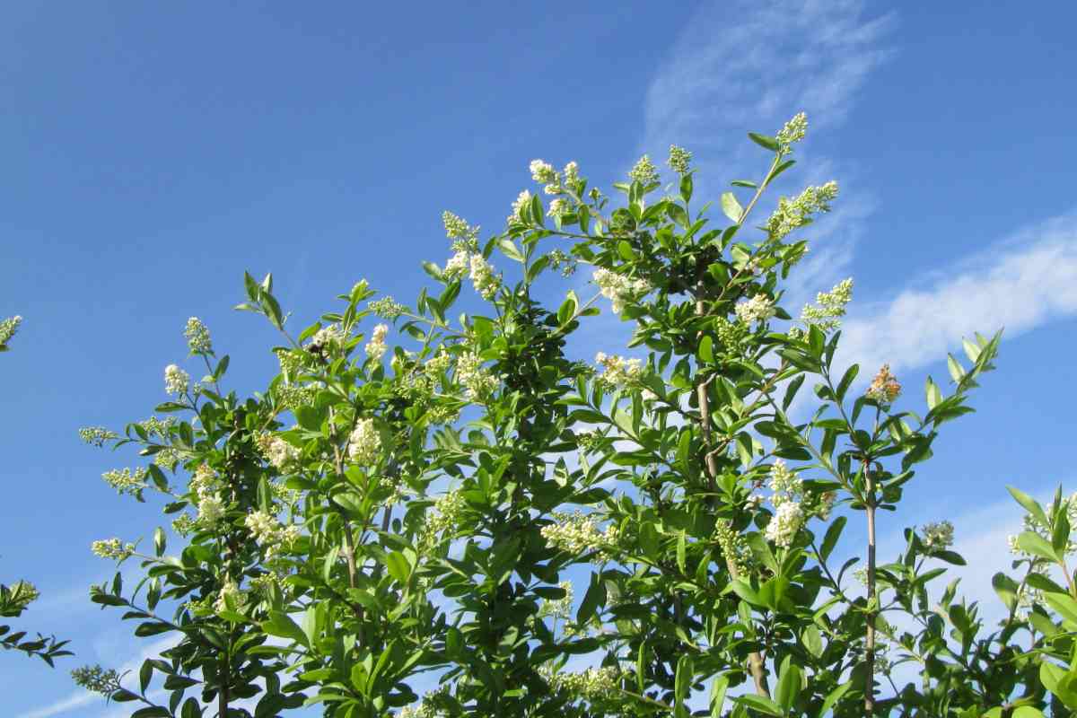 Wild privet excels at hedges