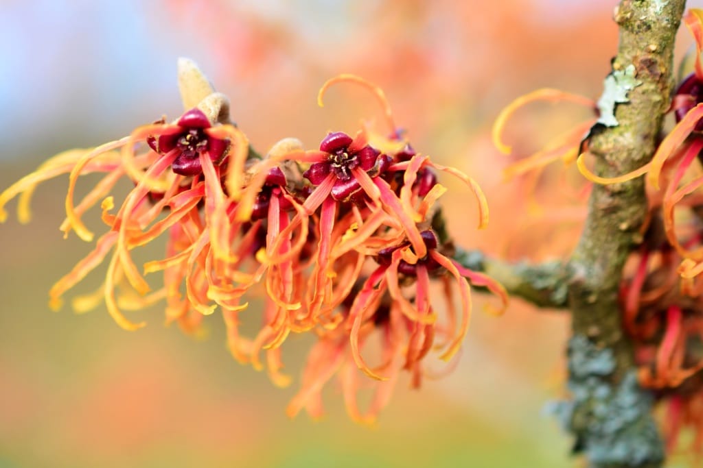 Witch hazel blooming in winter