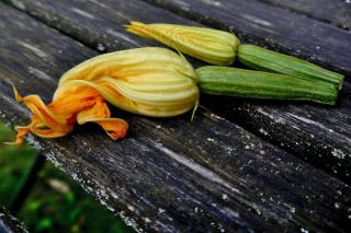 Zucchini flowers raw edible