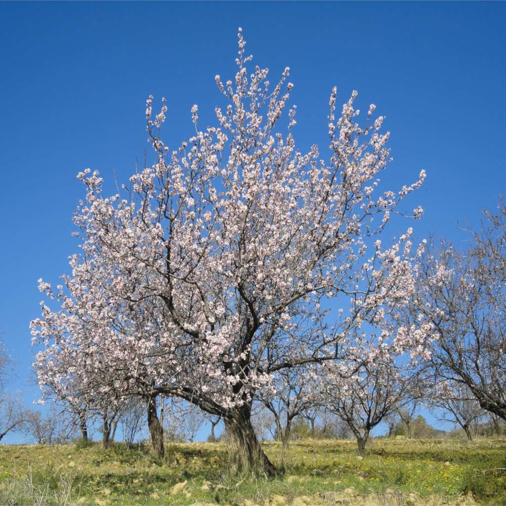 Blooming almond tree in green field with blue sky.
