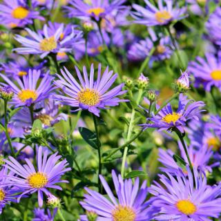 Violet aster flowers cluttering a field.
