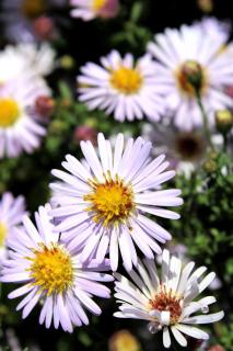 Caring for aster