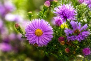 Hazy violet aster